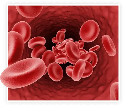 ProstaVive for Prostate Support